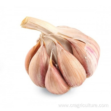 Garlic Planting Price For Sale